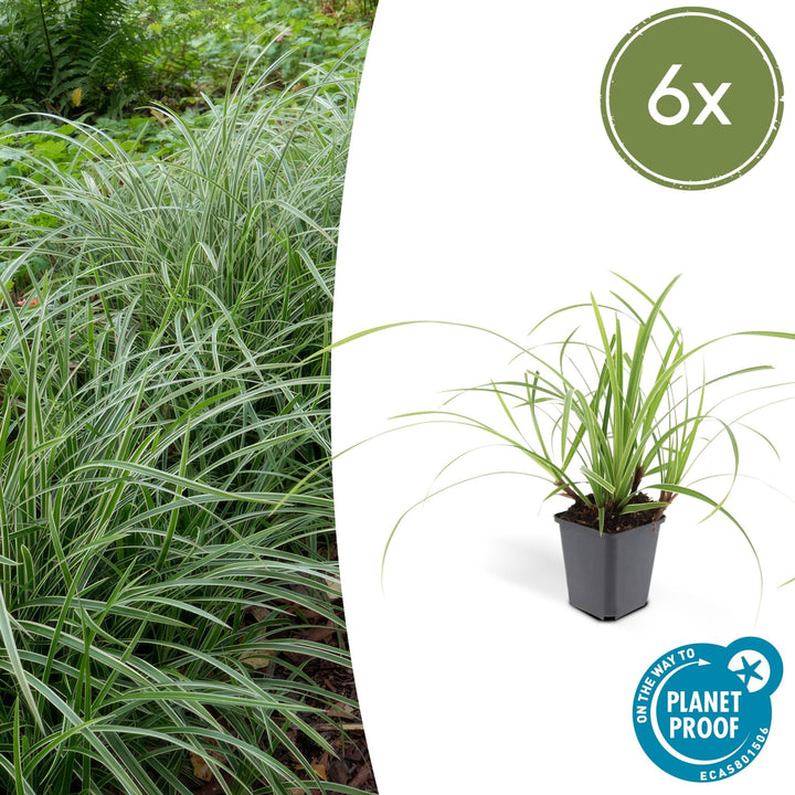 Carex morrowii 'Ice Dance' - 20cm - Kamerplant Kopen