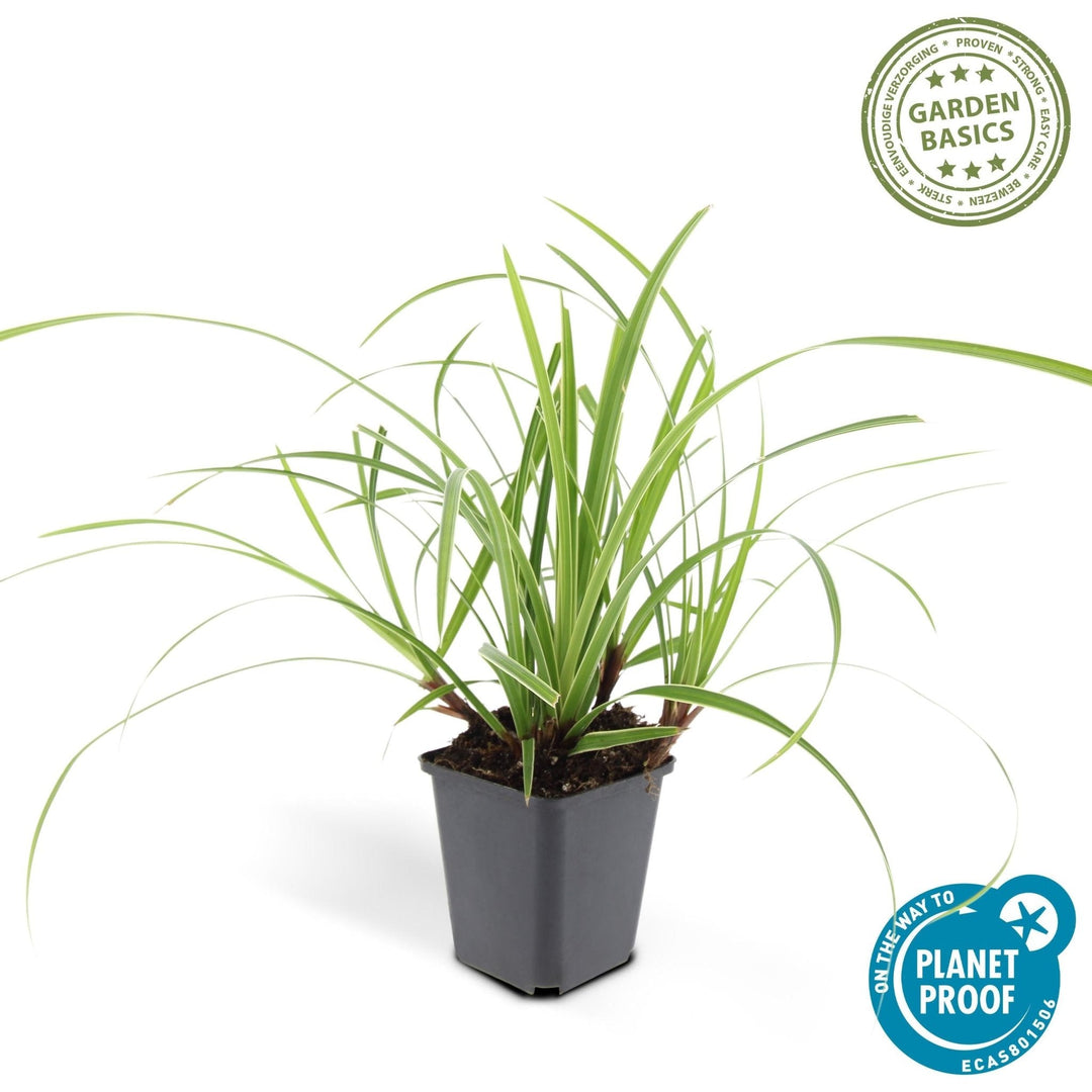 Carex morrowii 'Ice Dance' - 20cm - Kamerplant Kopen