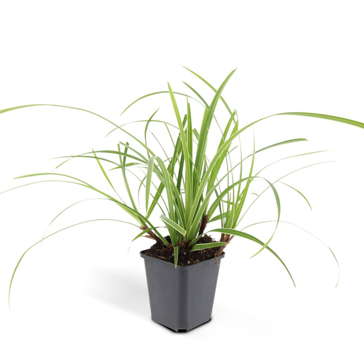 Carex morrowii 'Ice Dance' - 20cm - Kamerplant Kopen