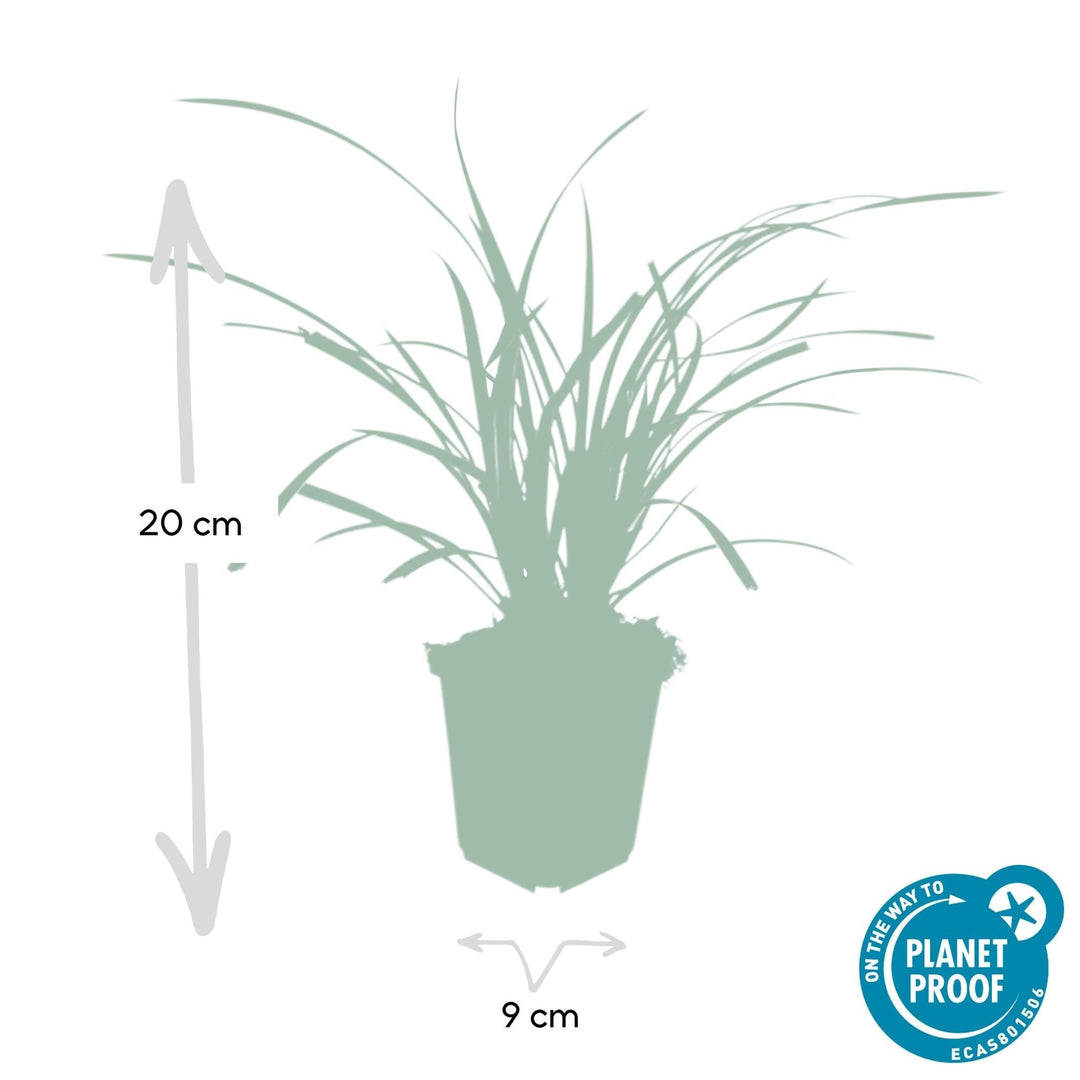 Carex morrowii 'Ice Dance' - 20cm - Kamerplant Kopen