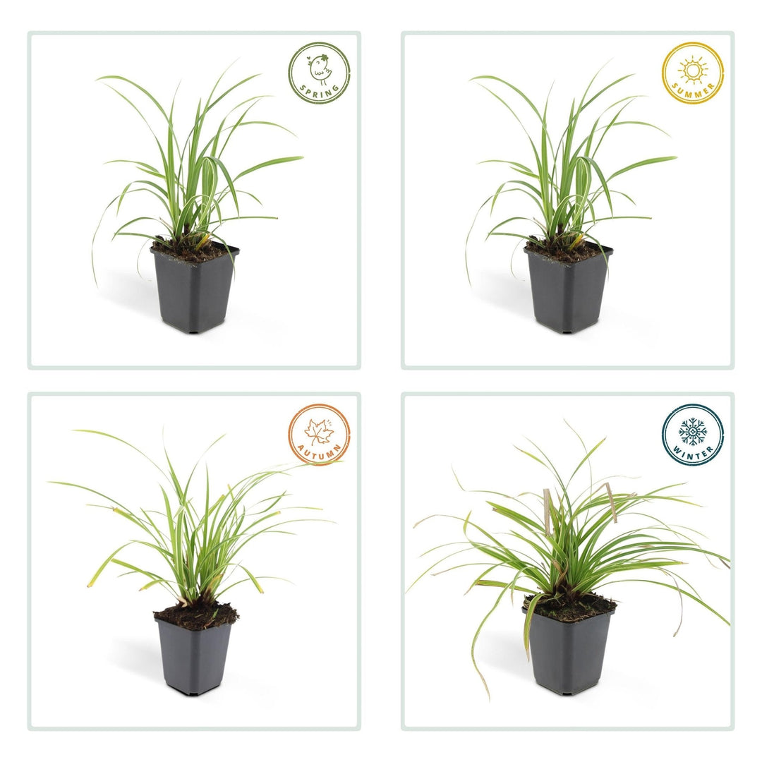 Carex morrowii 'Ice Dance' - 20cm - Kamerplant Kopen