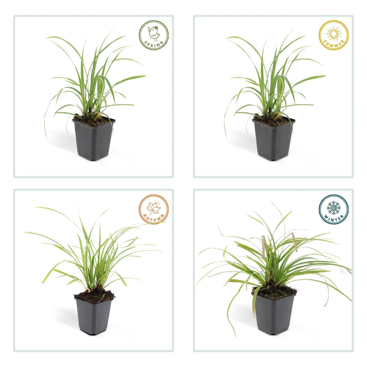 Carex morrowii 'Ice Dance' - 20cm - Kamerplant Kopen