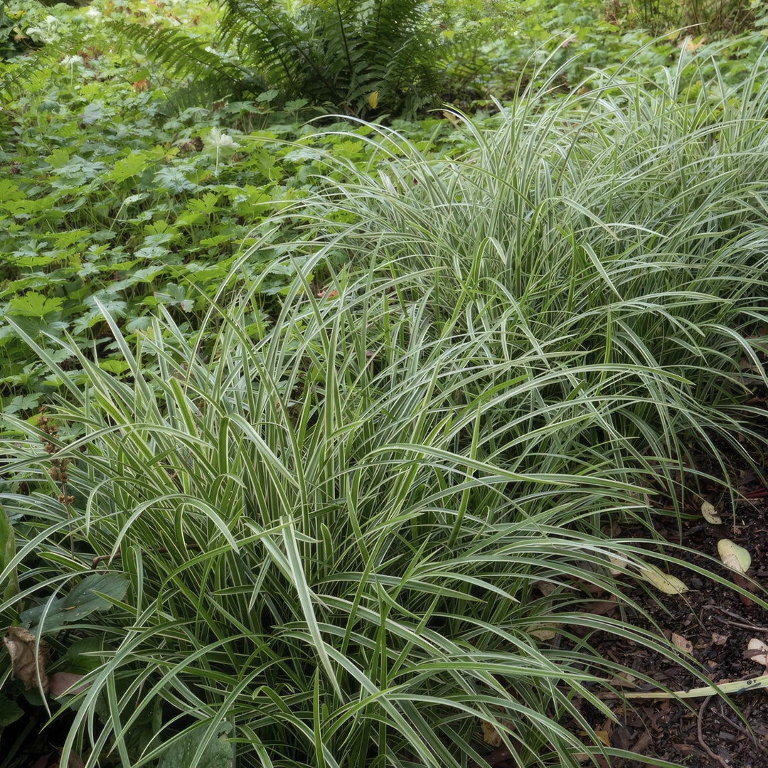 Carex morrowii 'Ice Dance' - 20cm - Kamerplant Kopen