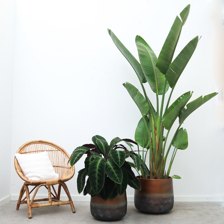 Calathea Warscewiczii - 90cm - Pauwenplant - Kamerplant