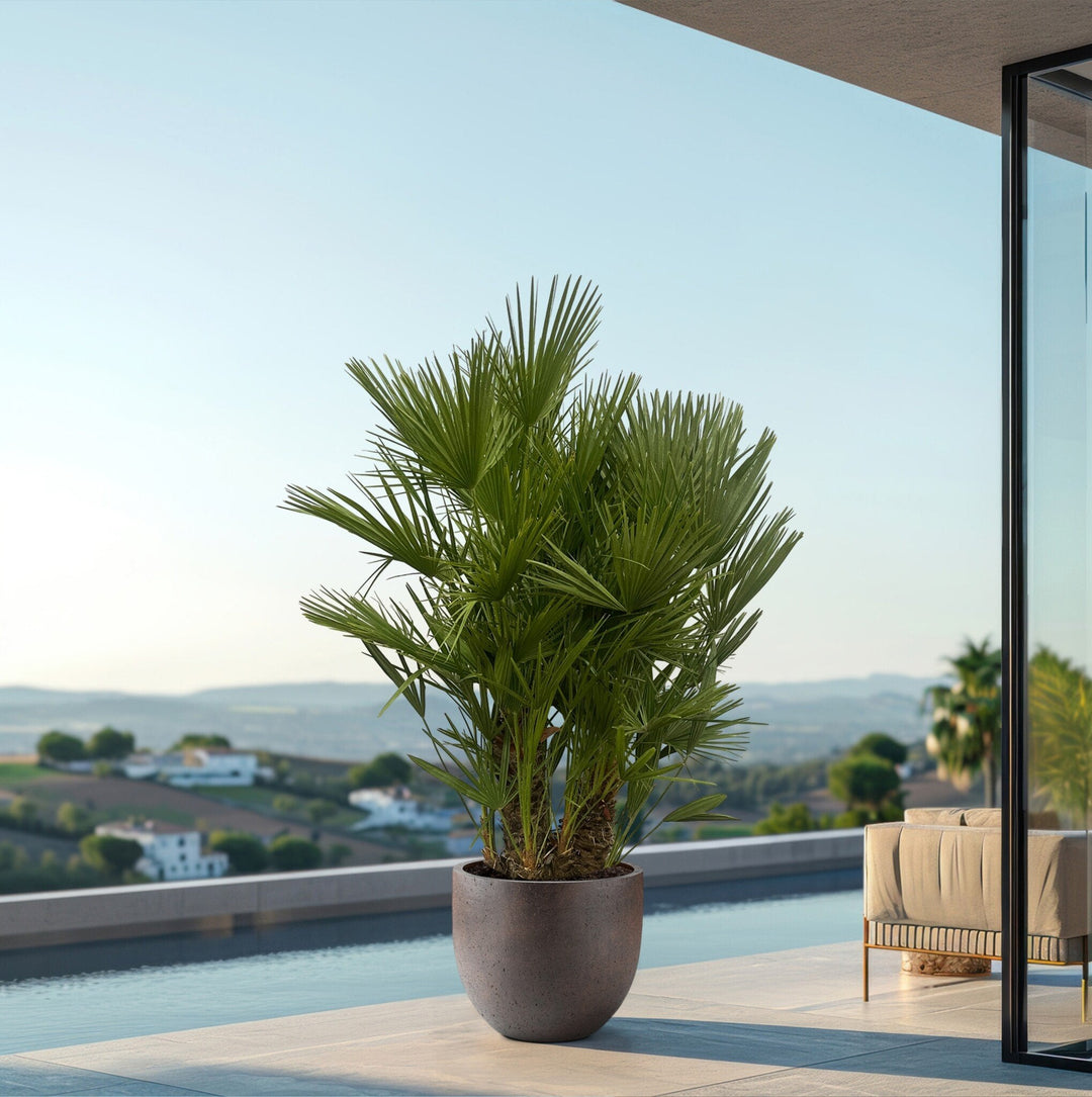 Chamaerops Humilis multistam - 180cm - Acheter une Plante d'Intérieur