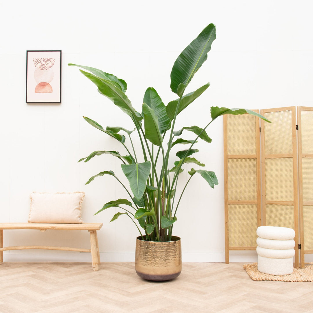 Strelitzia Nicolai de luxe XXL - Ø40 - 250cm - Oiseau de paradis