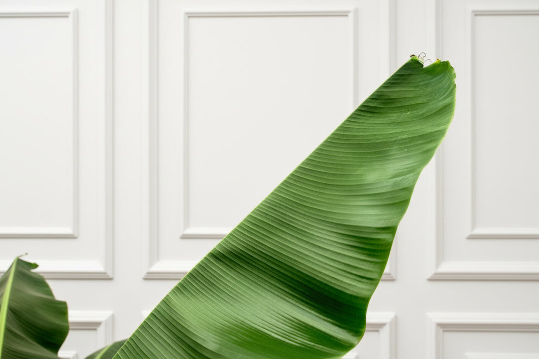 bananenplant 3