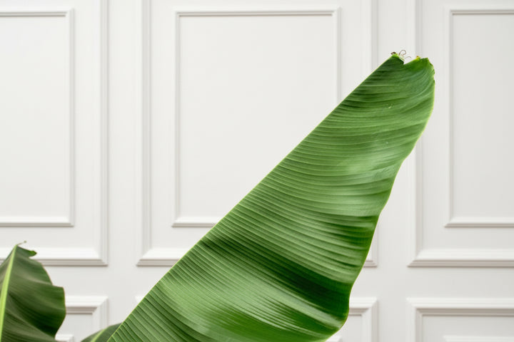 bananenplant 3