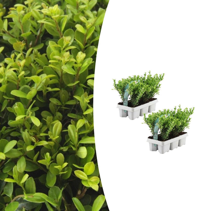 Offre groupée - pack Ilex Crenata 'Jenny' - 15cm