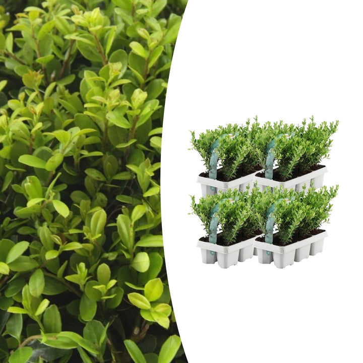Offre groupée - pack Ilex Crenata 'Jenny' - 15cm