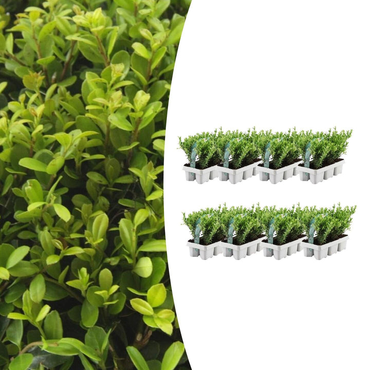 Offre groupée - pack Ilex Crenata 'Jenny' - 15cm