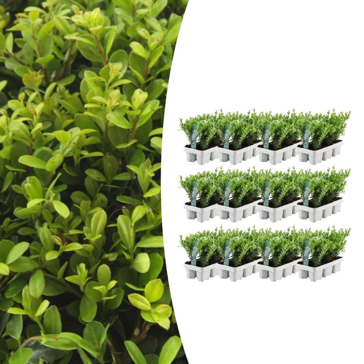 Offre groupée - pack Ilex Crenata 'Jenny' - 15cm