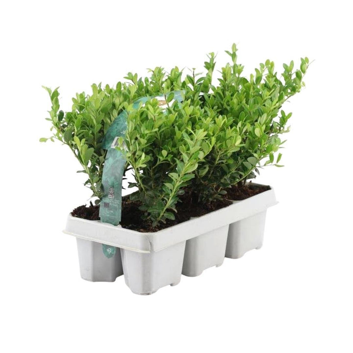 Offre groupée - pack Ilex Crenata 'Jenny' - 15cm