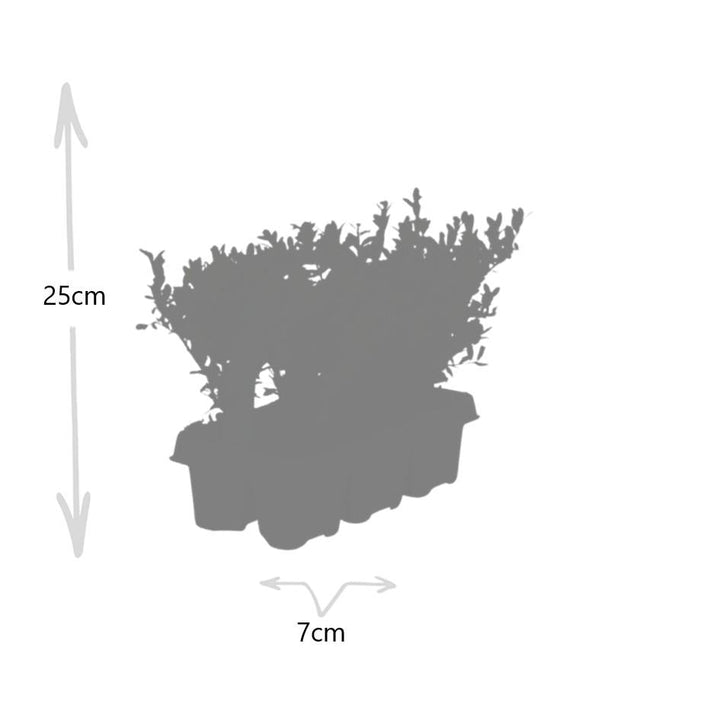 Offre groupée - pack Ilex Crenata 'Jenny' - 15cm