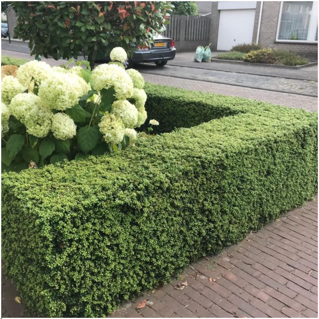 Offre groupée - pack Ilex Crenata 'Jenny' - 15cm