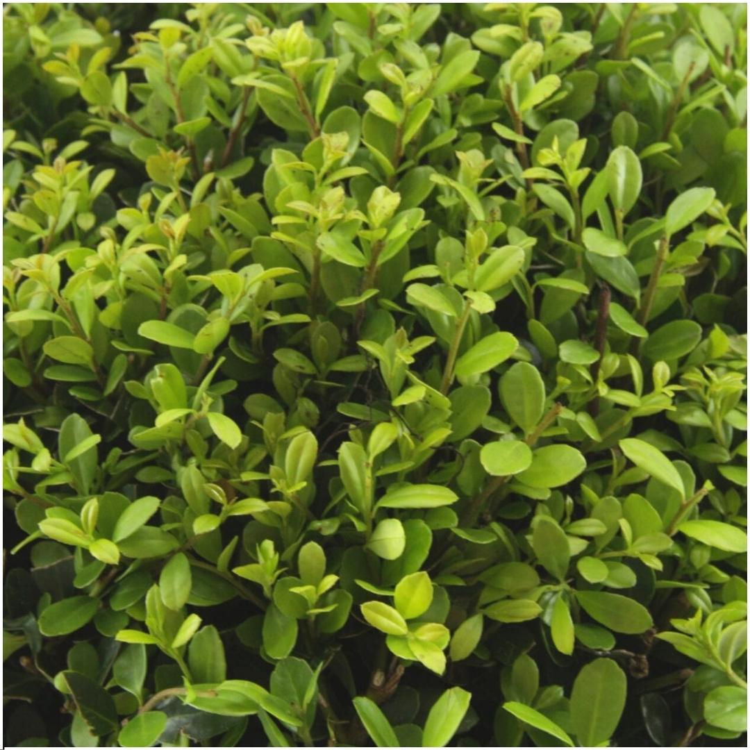 Offre groupée - pack Ilex Crenata 'Jenny' - 15cm