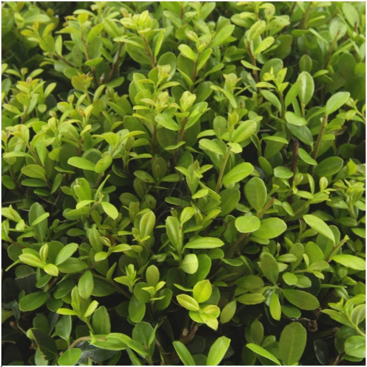 Offre groupée - pack Ilex Crenata 'Jenny' - 15cm