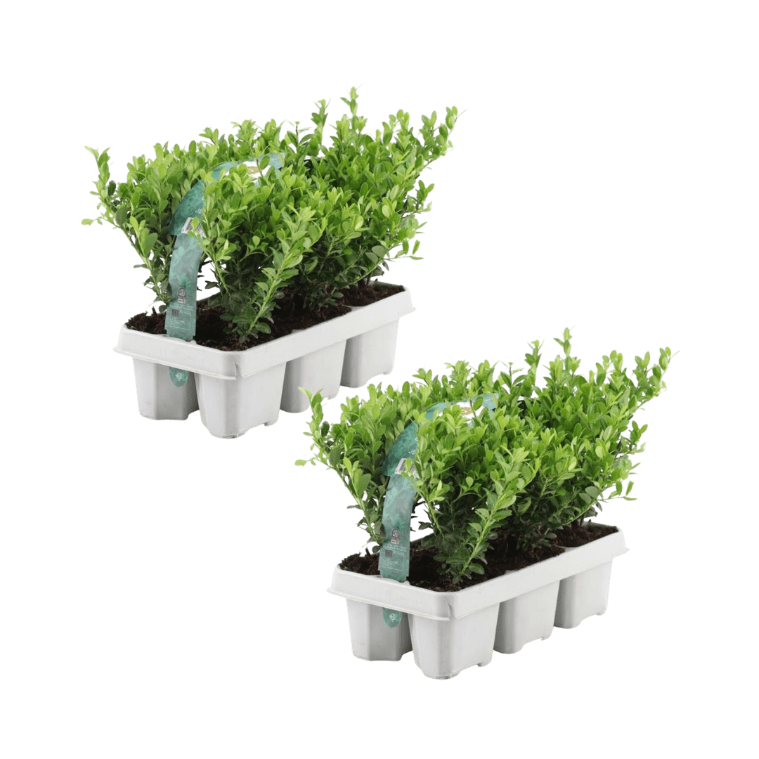 Offre groupée - pack Ilex Crenata 'Jenny' - 15cm