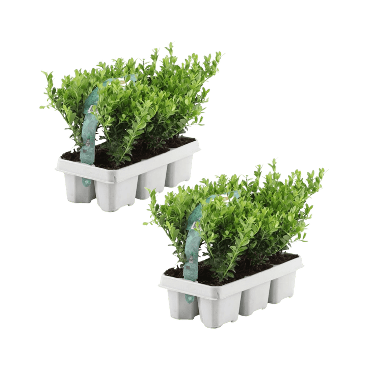 Offre groupée - pack Ilex Crenata 'Jenny' - 15cm