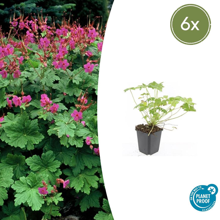 Geranium macrorrhizum 'Czakor' - 20cm - Kamerplant Kopen