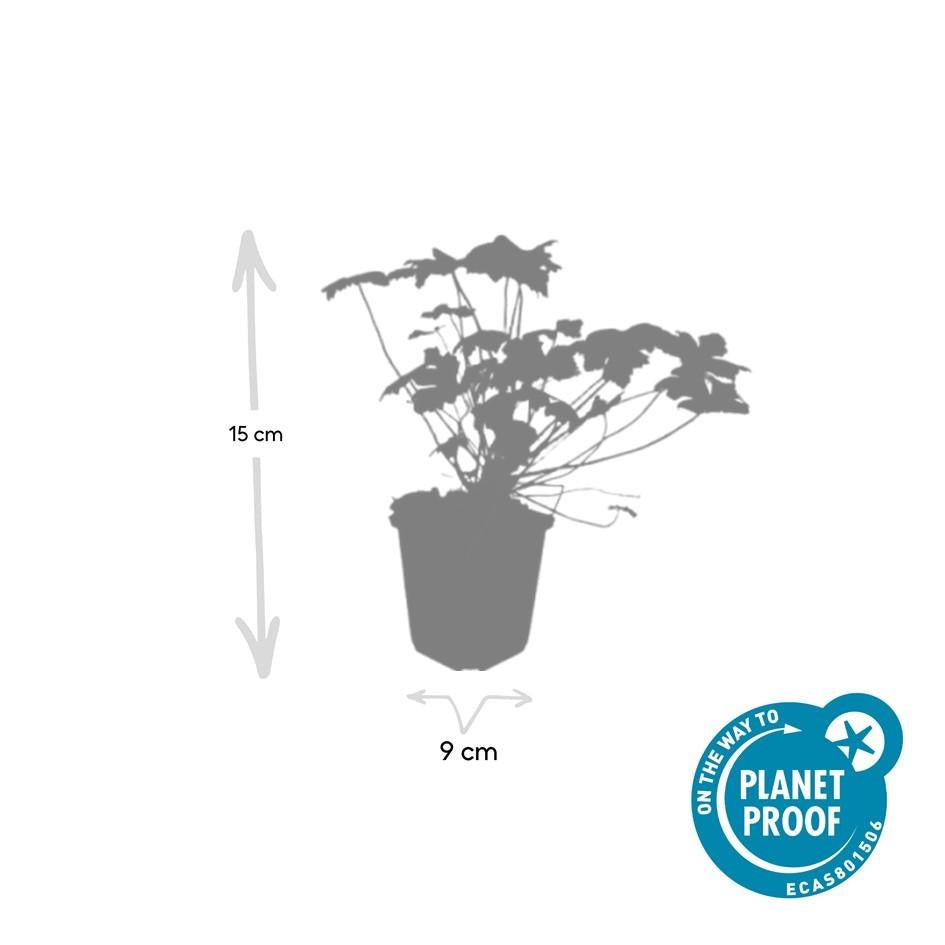 Geranium macrorrhizum 'Czakor' - 20cm - Kamerplant Kopen