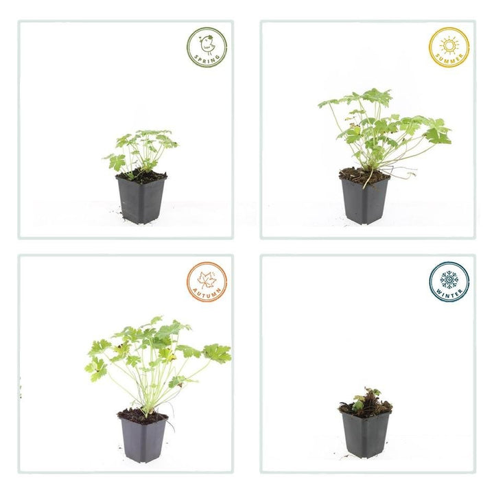 Geranium macrorrhizum 'Czakor' - 20cm - Kamerplant Kopen