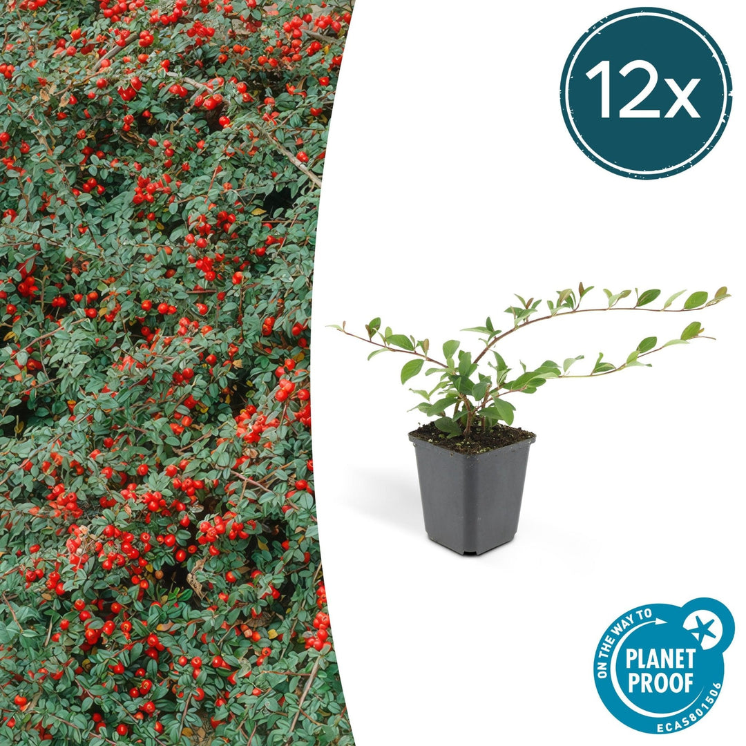 Cotoneaster Dammeri 'Major' - 25cm - Kamerplant Kopen