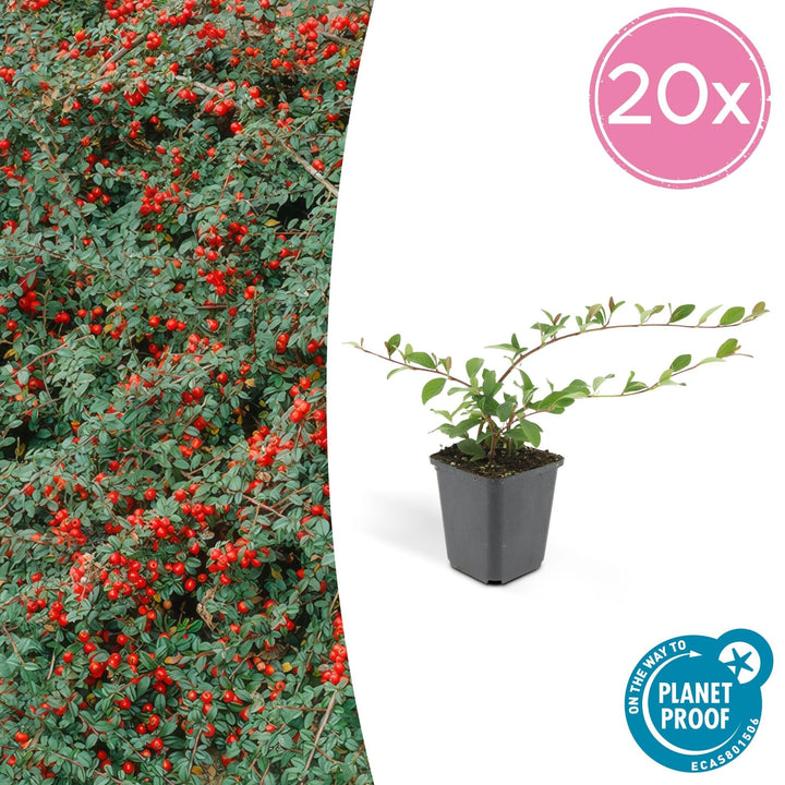 Cotoneaster Dammeri 'Major' - 25cm - Kamerplant Kopen