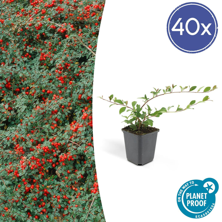 Cotoneaster Dammeri 'Major' - 25cm - Kamerplant Kopen