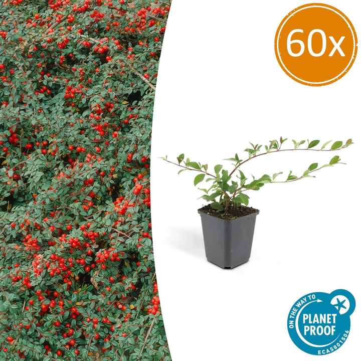 Cotoneaster Dammeri 'Major' - 25cm - Kamerplant Kopen