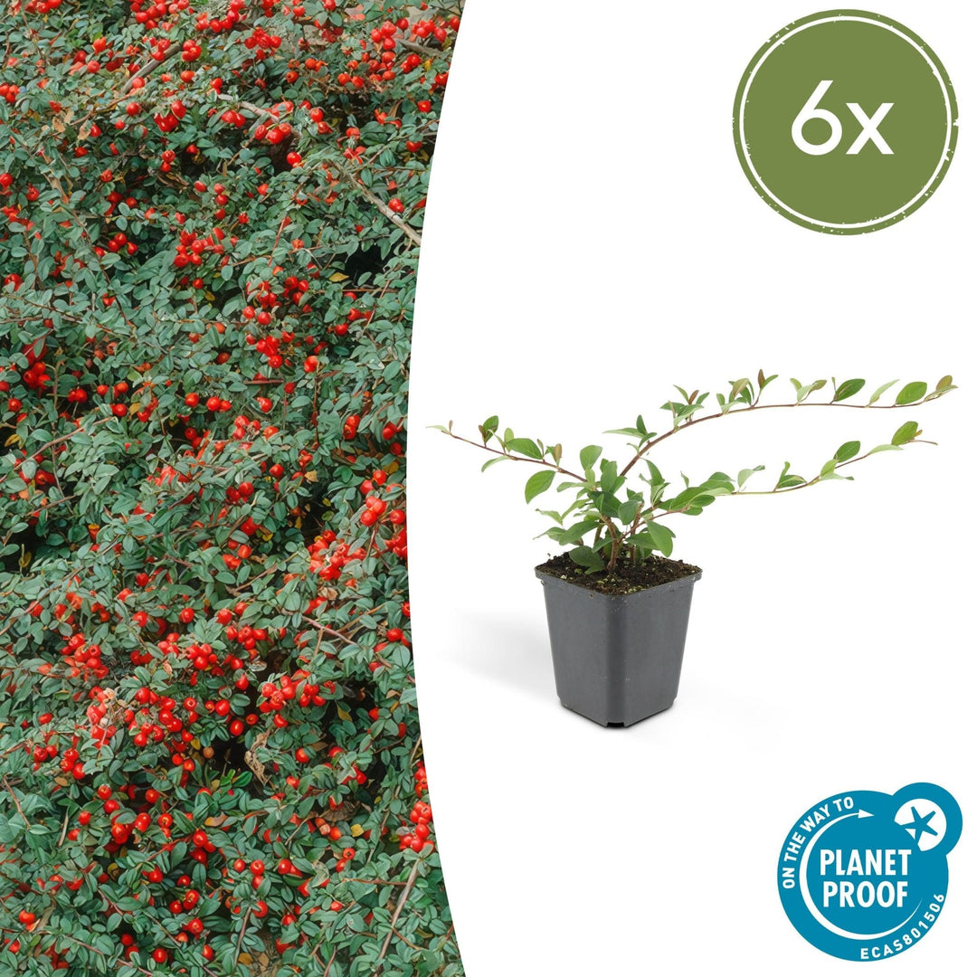 Cotoneaster Dammeri 'Major' - 25cm - Kamerplant Kopen
