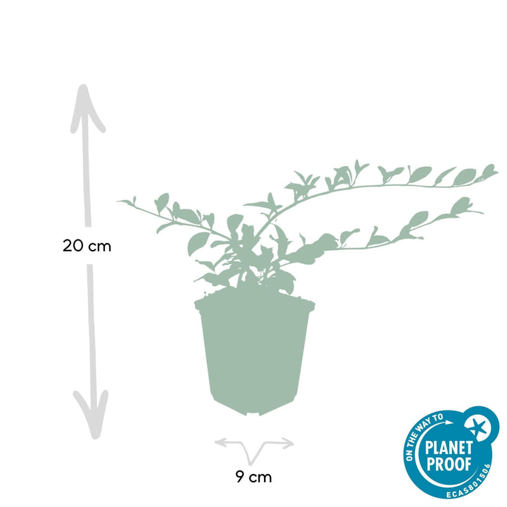 Cotoneaster Dammeri 'Major' - 25cm - Kamerplant Kopen