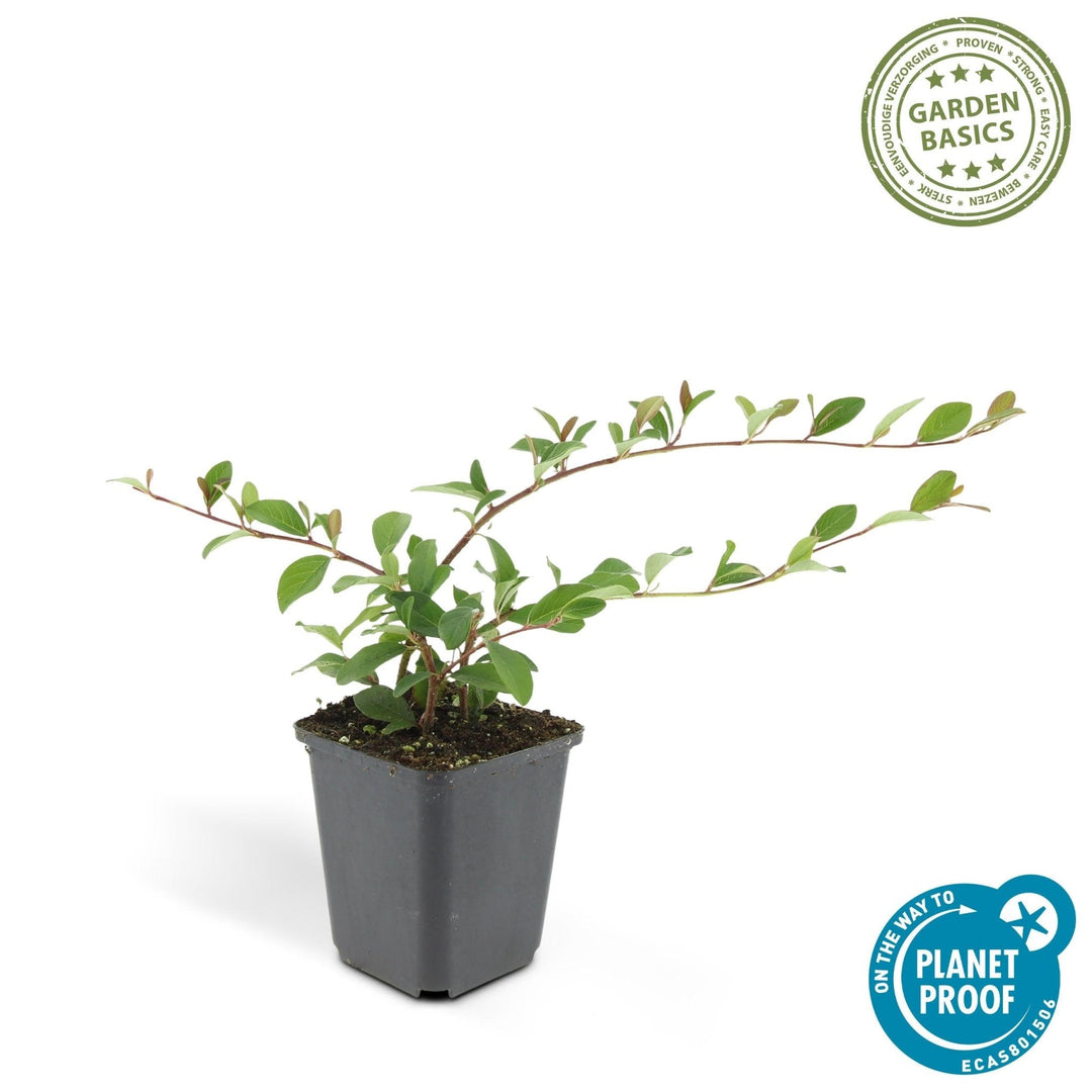 Cotoneaster Dammeri 'Major' - 25cm - Kamerplant Kopen