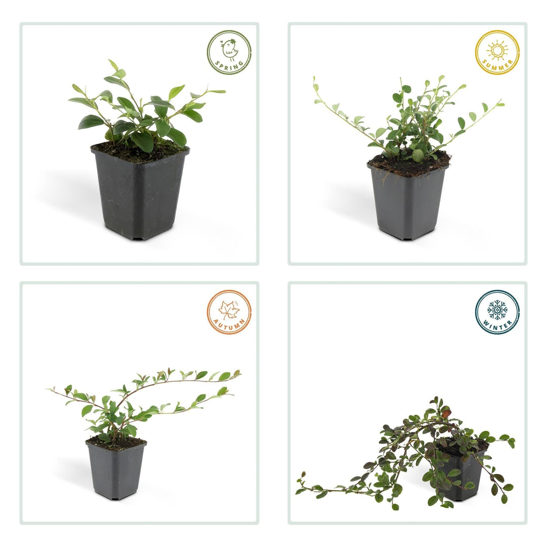 Cotoneaster Dammeri 'Major' - 25cm - Kamerplant Kopen