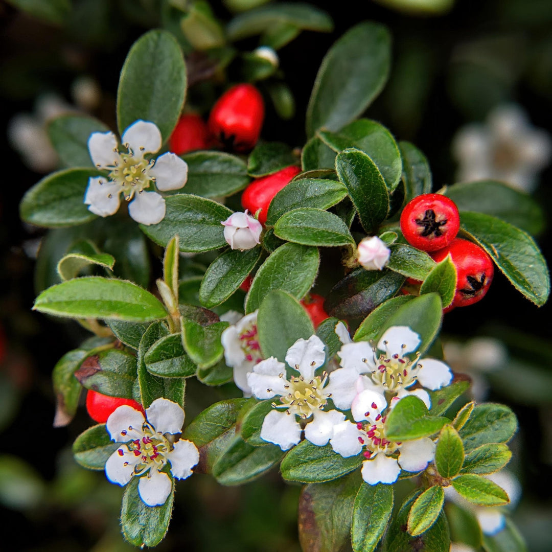 Cotoneaster Dammeri 'Major' - 25cm - Kamerplant Kopen