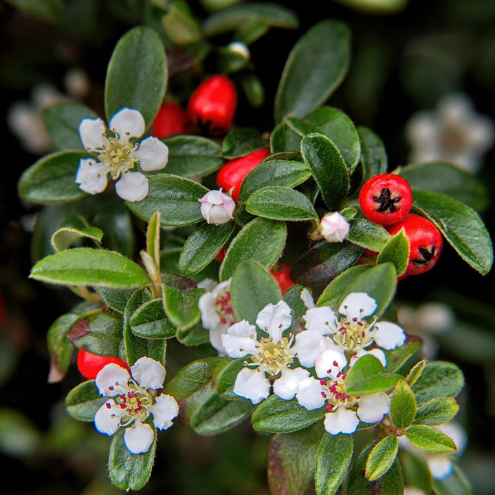Cotoneaster Dammeri 'Major' - 25cm - Kamerplant Kopen