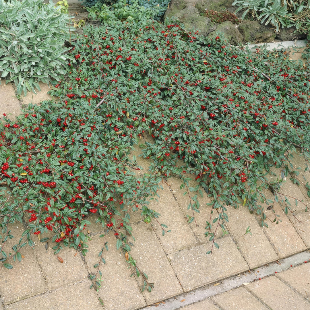 Cotoneaster Dammeri 'Major' - 25cm - Kamerplant Kopen
