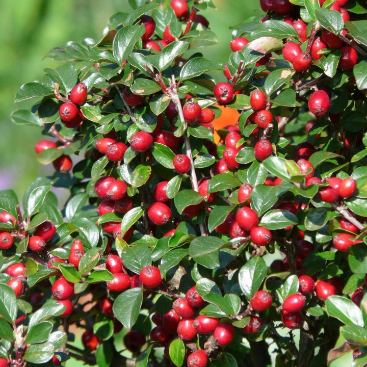 Cotoneaster Dammeri 'Major' - 25cm - Kamerplant Kopen