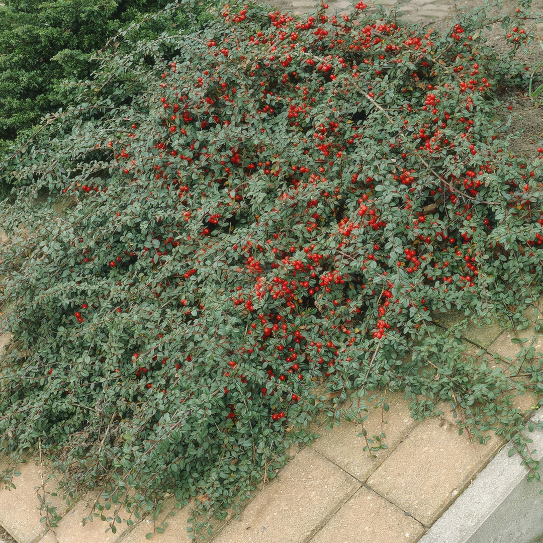 Cotoneaster Dammeri 'Major' - 25cm - Kamerplant Kopen
