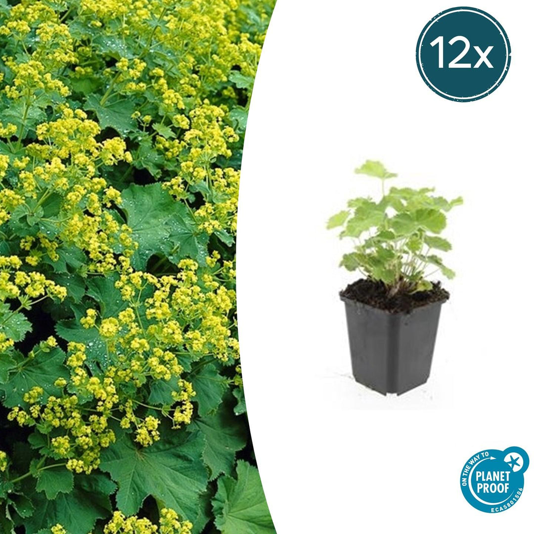 Alchemilla Mollis - 20cm - Acheter une plante d'intérieur