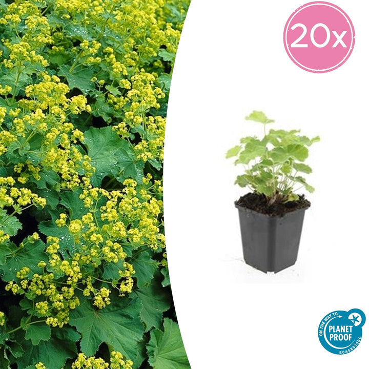 Alchemilla Mollis - 20cm - Acheter une plante d'intérieur