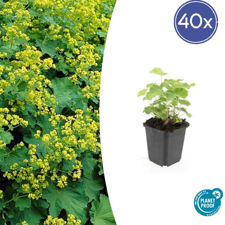 Alchemilla Mollis - 20cm - Acheter une plante d'intérieur