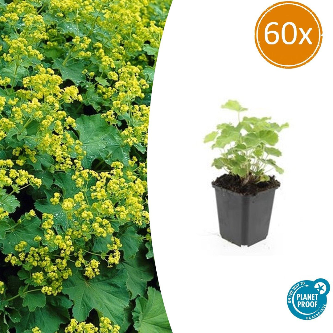 Alchemilla Mollis - 20cm - Acheter une plante d'intérieur