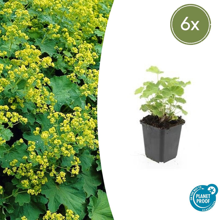 Alchemilla Mollis - 20cm - Acheter une plante d'intérieur