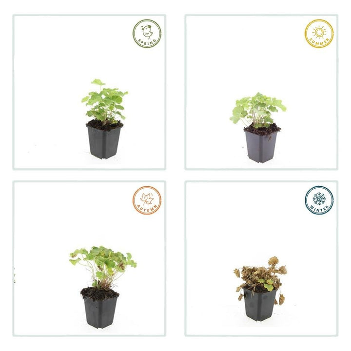 Alchemilla Mollis - 20cm - Acheter une plante d'intérieur