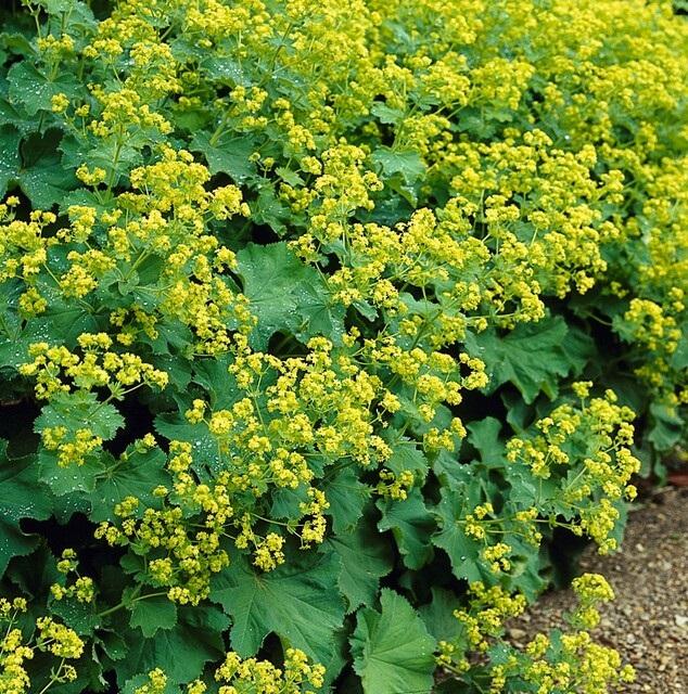 Alchemilla Mollis - 20cm - Acheter une plante d'intérieur