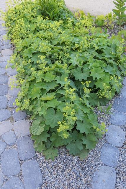 Alchemilla Mollis - 20cm - Acheter une plante d'intérieur