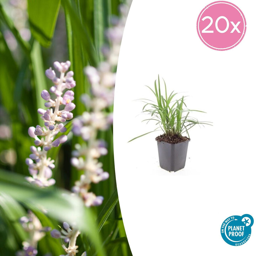 Liriope Muscari 'Moneymaker' - 20cm - Kamerplant Kopen