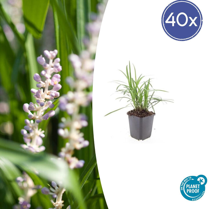Liriope Muscari 'Moneymaker' - 20cm - Kamerplant Kopen
