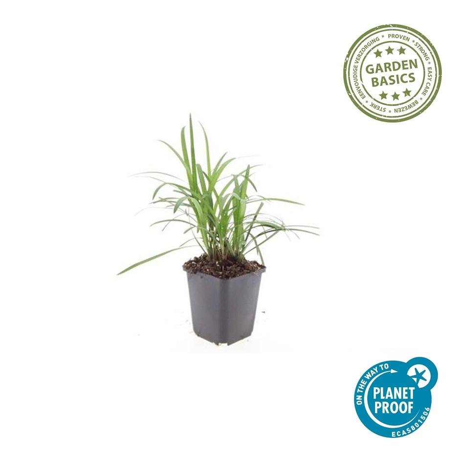 Liriope Muscari 'Moneymaker' - 20cm - Kamerplant Kopen